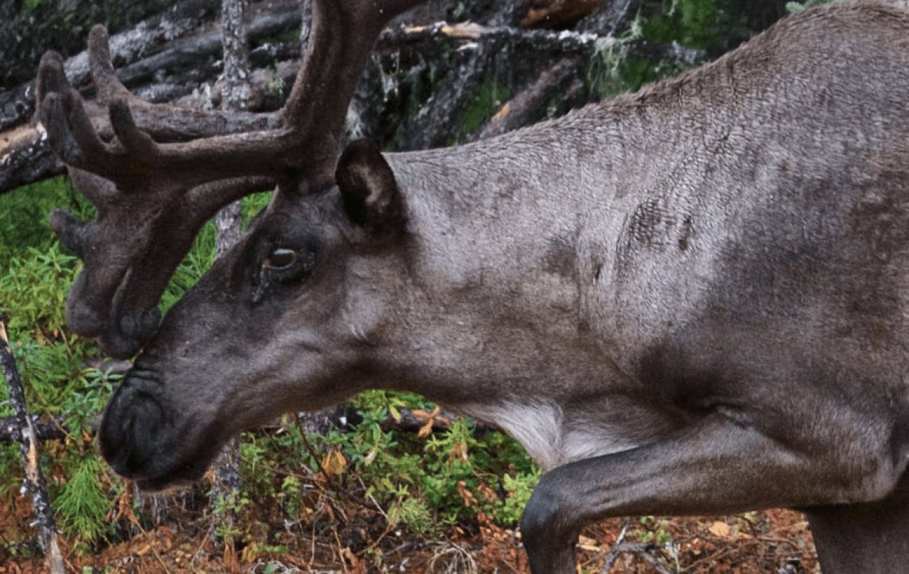 Fort Nelson First Nation releases Medzih (boreal caribou) Action Plan